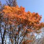 【紅葉】秋の宇奈月温泉サイクリング【見に行こう】